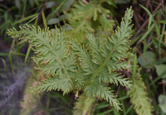 Selaginella fulcrata