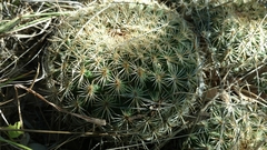 Coryphantha recurvata recurvata