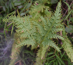Selaginella fulcrata
