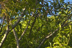 Ptiliogonys cinereus