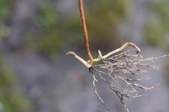 Selaginella fulcrata