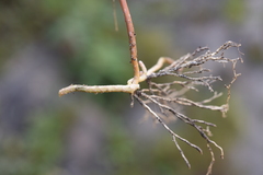 Selaginella fulcrata