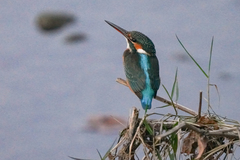 Alcedo atthis