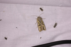 Eucoptocnemis optabilis