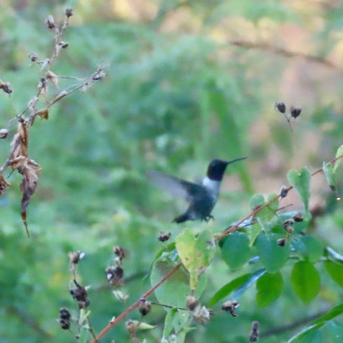 Black-chinned Hummingbird (Archilochus alexandri)