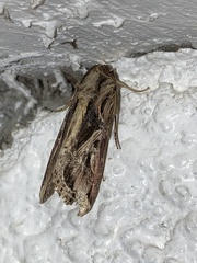 Spodoptera dolichos