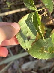 Rubus allegheniensis