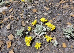 Physaria didymocarpa