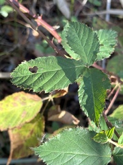 Rubus allegheniensis
