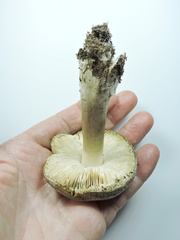 Tricholoma virgatum