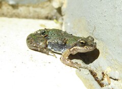 Cacosternum boettgeri