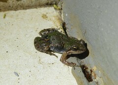 Cacosternum boettgeri