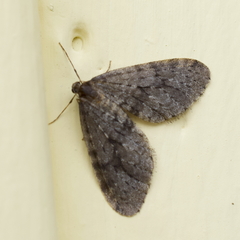 Operophtera occidentalis