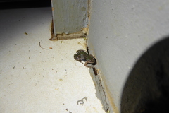 Cacosternum boettgeri