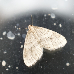 Operophtera occidentalis