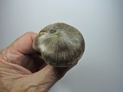 Tricholoma virgatum