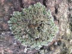 Physconia enteroxantha