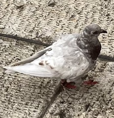 Columba livia domestica
