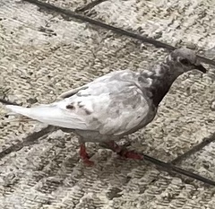 Columba livia domestica