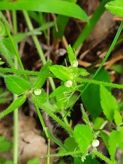 Cruciata