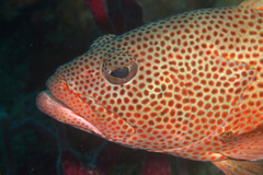 Epinephelus guttatus
