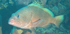 Epinephelus guttatus