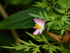 Cosmos caudatus