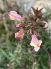 Antirrhinum majus