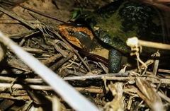 Kinosternon leucostomum