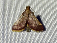 Dolichomia nigrapuncta