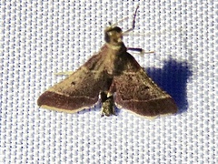 Dolichomia nigrapuncta