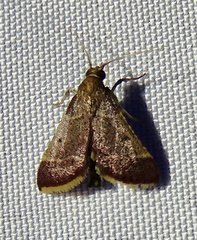 Dolichomia nigrapuncta