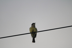 Tyrannus niveigularis