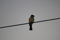 Tyrannus niveigularis