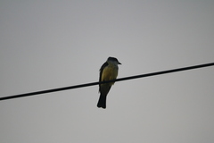 Tyrannus niveigularis