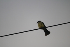 Tyrannus niveigularis