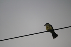 Tyrannus niveigularis