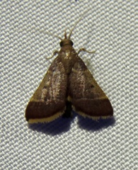 Dolichomia nigrapuncta