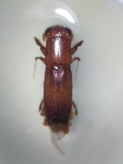 Platypodinae