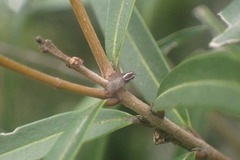 Poecilohetaerella dubiosa