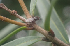 Poecilohetaerella dubiosa