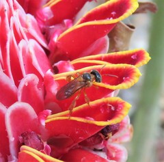 Tetragonisca angustula