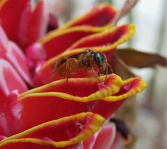 Tetragonisca angustula