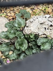 Cyclamen persicum