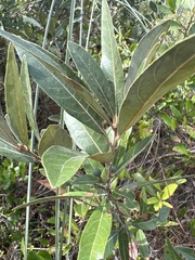 Persea borbonia
