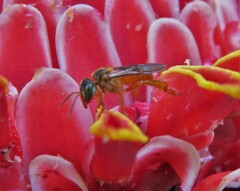 Tetragonisca angustula