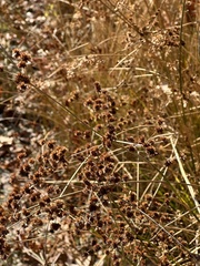 Juncus canadensis