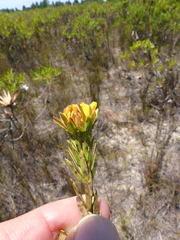 Aspalathus aspalathoides