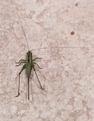 Conocephalus bilineatus