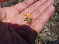 Aspalathus aspalathoides